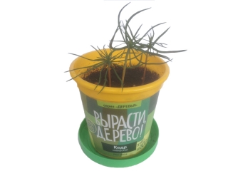 Набор ВЫРАСТИ ДЕРЕВО! zk-001 Кедр сибирский