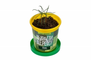 Набор ВЫРАСТИ ДЕРЕВО! zk-001 Кедр сибирский