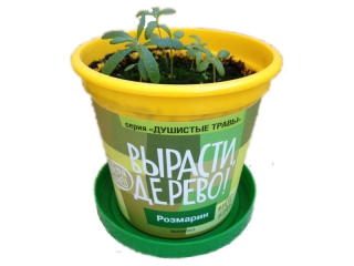 Набор ВЫРАСТИ ДЕРЕВО! zk-036 Розмарин