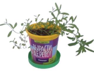 Набор ВЫРАСТИ ДЕРЕВО! zk-030 Лаванда